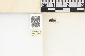Media type: image;   Entomology 769576 Aspect: Labels